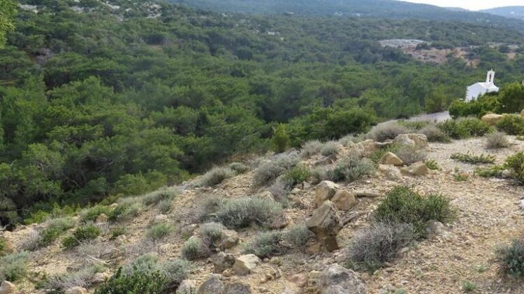 Βιότοπος της Artemisia inculta Delile