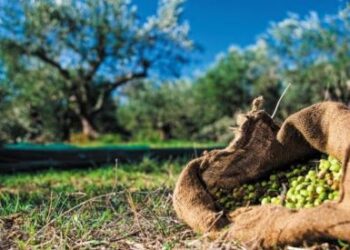 Τεράστια η συρρίκνωση της ελαιοπαραγωγής στο νησί, απαγορευτική η τιμή για τους καταναλωτές