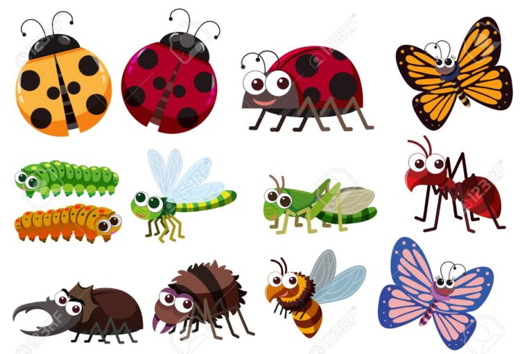 A set of insect illustration