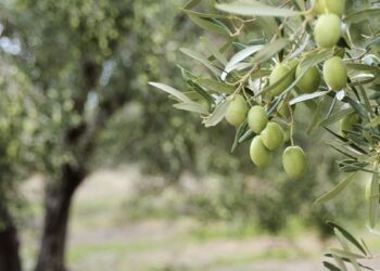 Προχωρούν οι μελέτες για την ανέγερση του νέου Αρχαιολογικού Μουσείου Ρεθύμνου