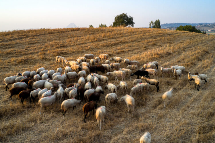 14/8/2021.ΚΟΠΑΔΙ ΑΙΓΟΠΡΟΒΑΤΩΝ ΣΤΗΝ ΟΡΕΙΝΗ ΗΛΕΙΑ.ΦΩΤΟΓΡΑΦΙΑ ΑΝΤΩΝΗΣ ΝΙΚΟΛΟΠΟΥΛΟΣ/EUROKINISSI