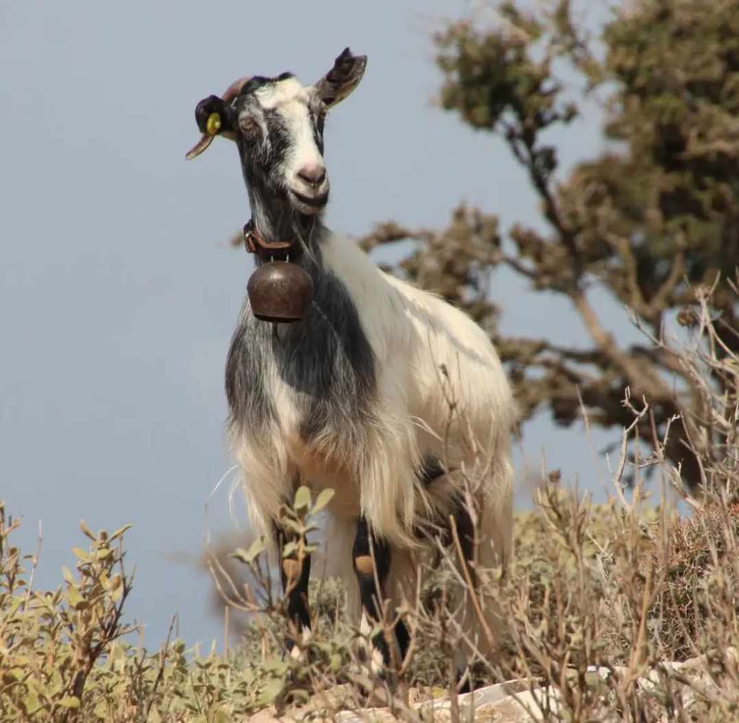 ΤΥΡΟΚΟΜΙΑ