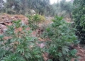 Συνελήφθη 64χρονος στον Μυλοπόταμο για καλλιέργεια δενδρυλλίων κάνναβης – Εντοπίστηκαν 4 φυτείες