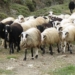 ΚΤΗΝΟΤΡΟΦΟΙ