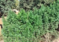 Δώδεκα φυτείες με 114 δενδρύλλια κάνναβης εντοπίστηκαν σε Ανώγεια και Μυλοπόταμο